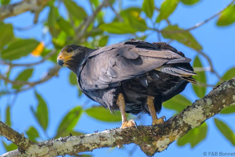 Common black hawk costa rica 1