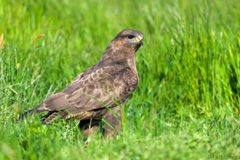 Common buzzard france 1