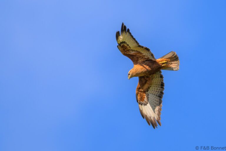 Common buzzard south africa 1