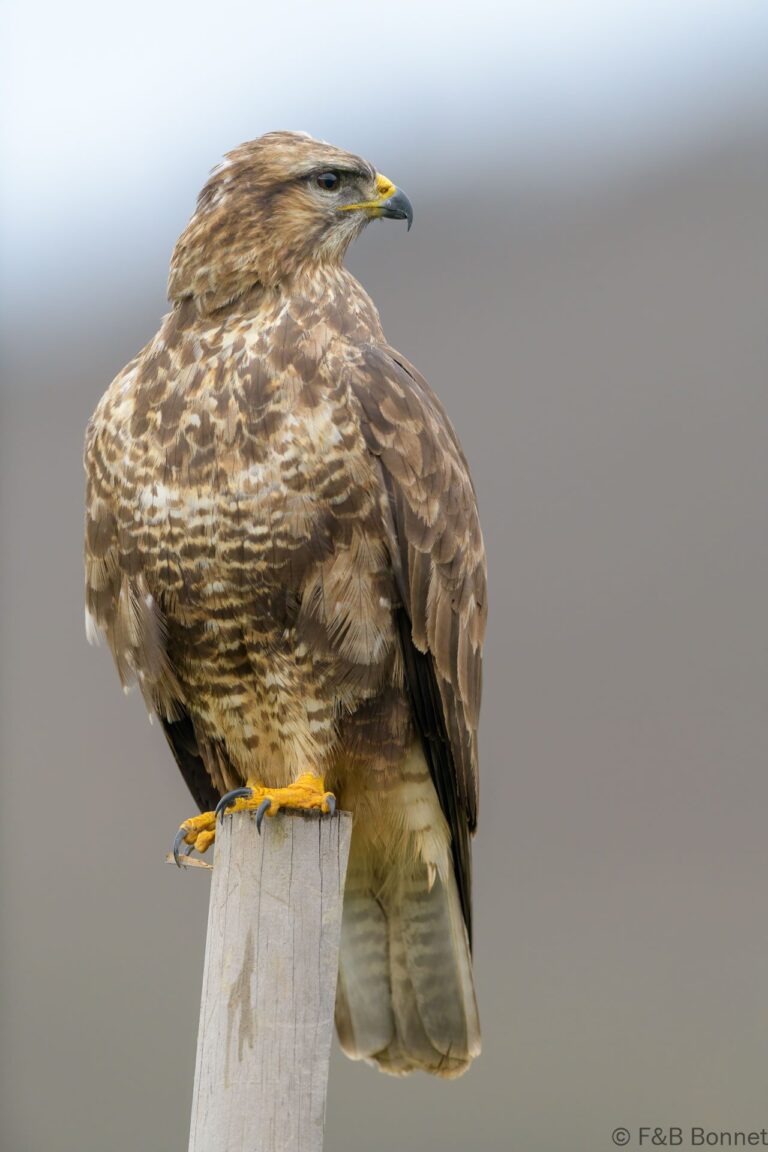 Common buzzard spain 1