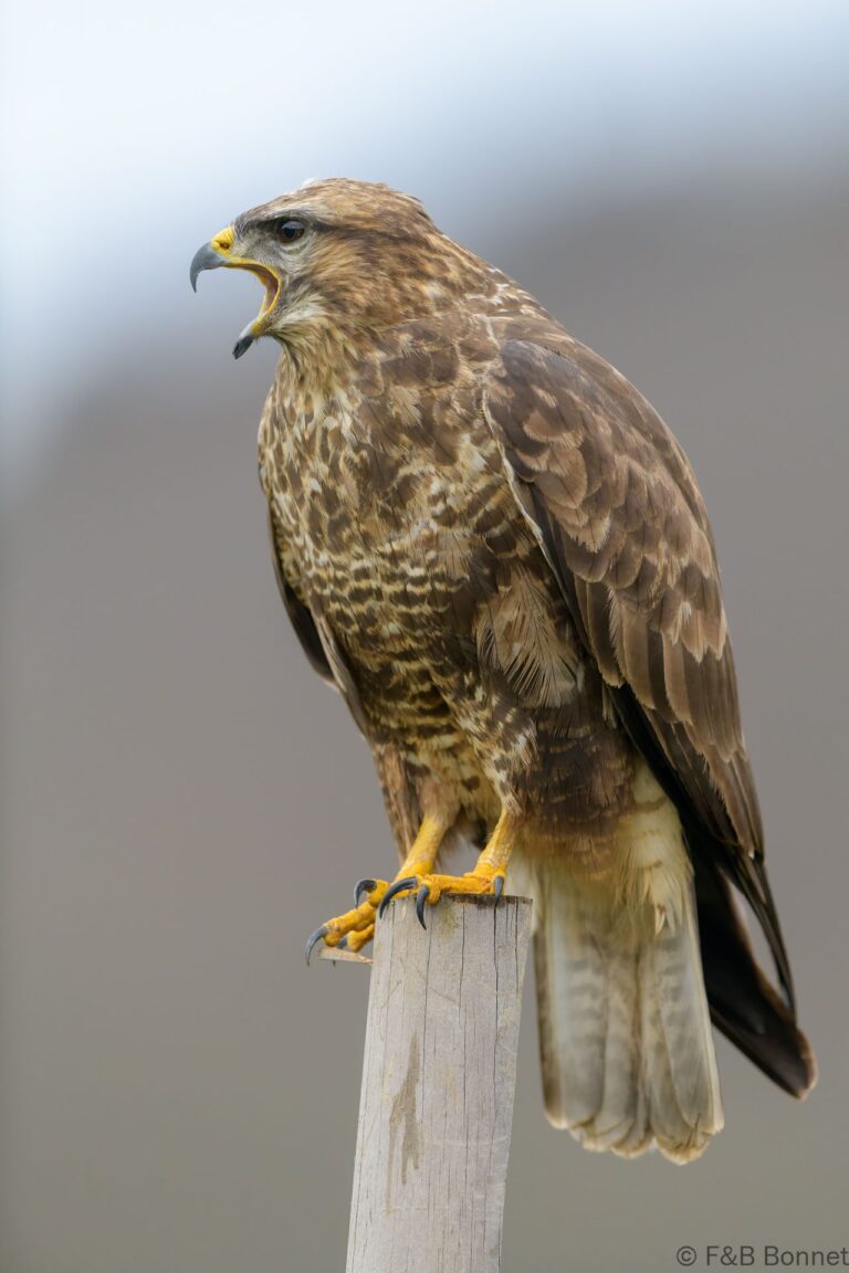 Common buzzard spain 2