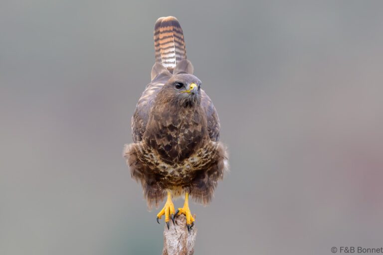 Common buzzard spain 3