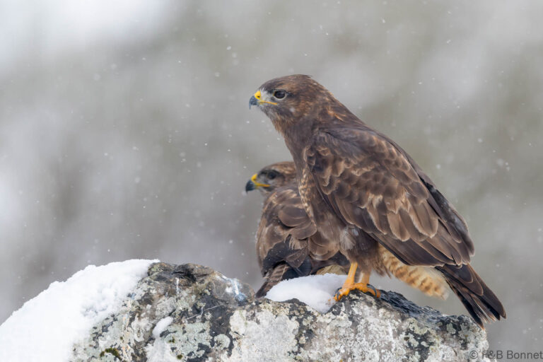 Common buzzard spain 4