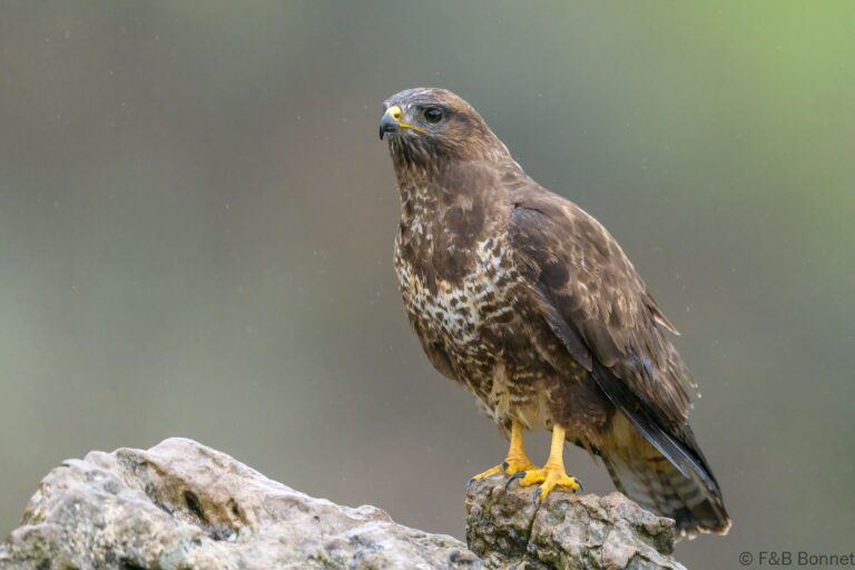 Common buzzard spain 5