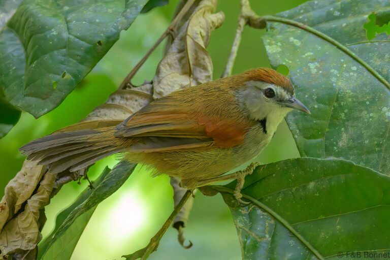 Crescent chested babbler indonesia 2