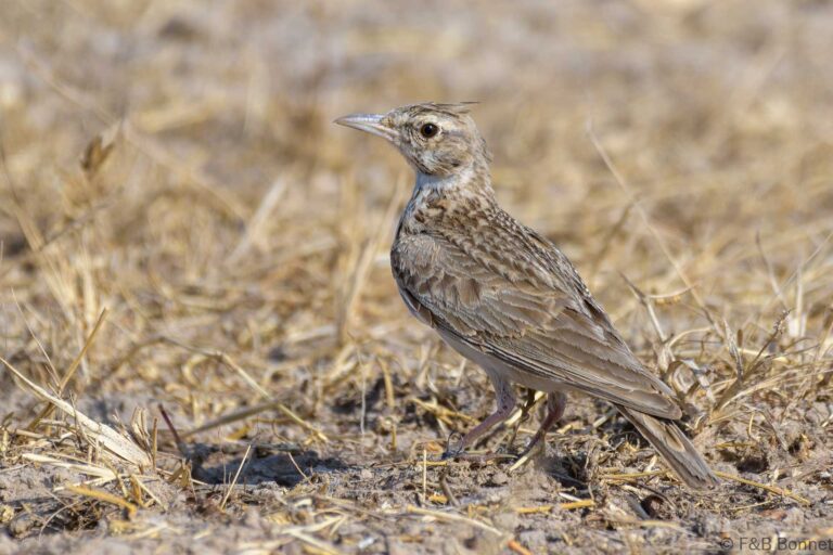 Crested lark senegal 1