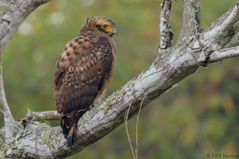 Crested serpent eagle thailand 4