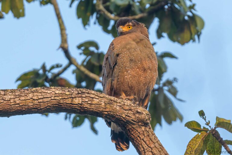 Crested serpent eagle thailand 5