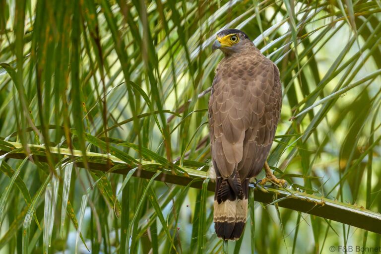 Crested serpent eagle thailand 6