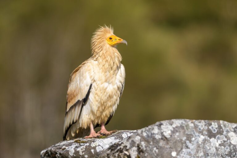 Egyptian vulture spain 1