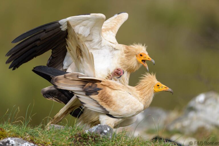 Egyptian vulture spain 2