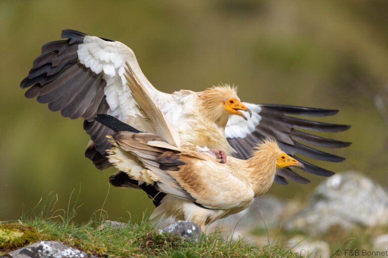 Egyptian vulture spain 3