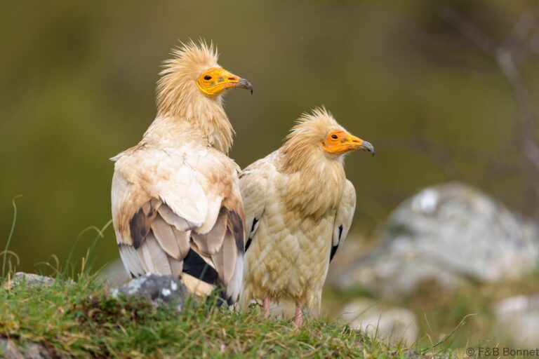 Egyptian vulture spain 4