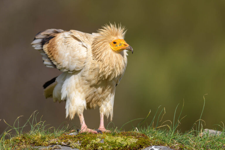Egyptian vulture spain 5
