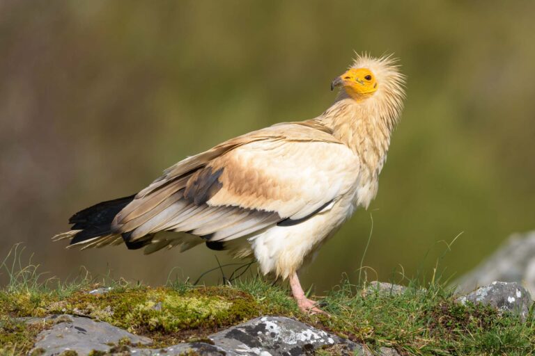 Egyptian vulture spain 6