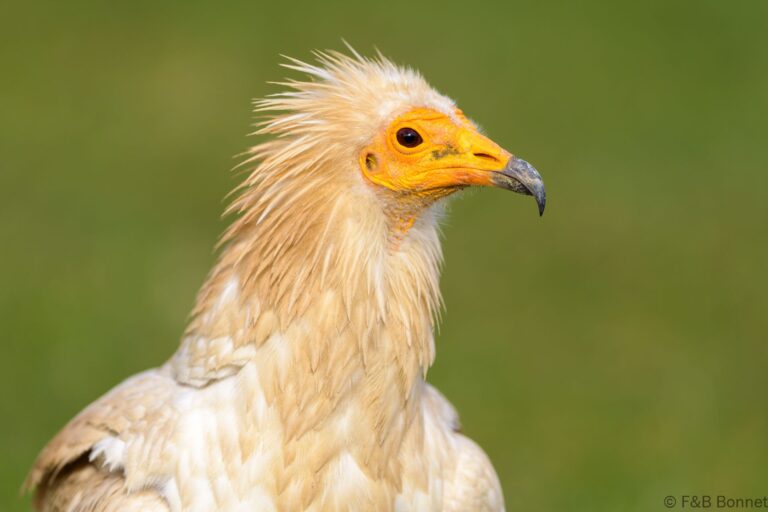 Egyptian vulture spain 7