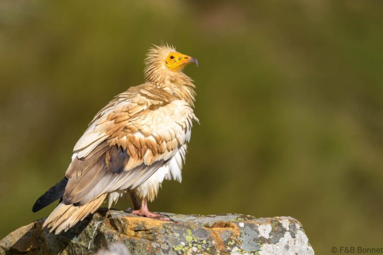 Egyptian vulture spain 8