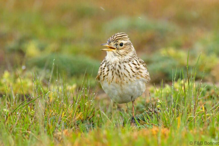 Eurasian skylark spain 2