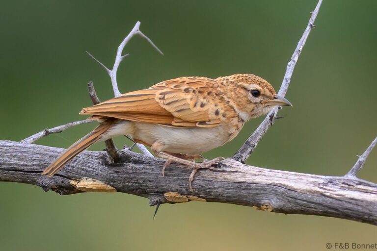 Fawn colored lark south africa 1