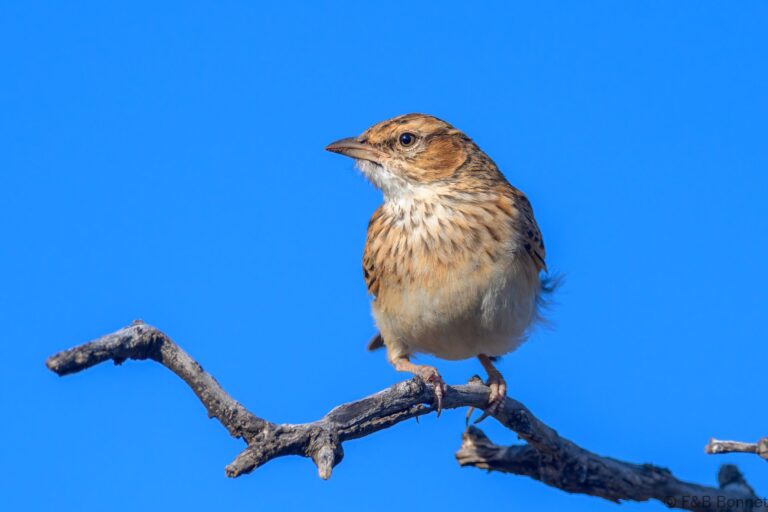 Fawn colored lark south africa 2