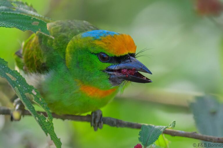 Flame fronted barbet indonesia 1