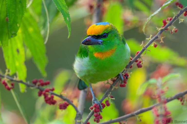 Flame fronted barbet indonesia 2