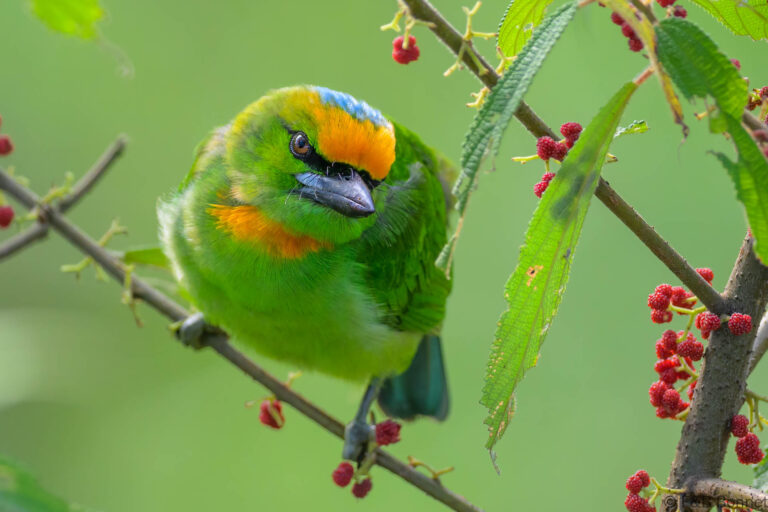 Flame fronted barbet indonesia 3