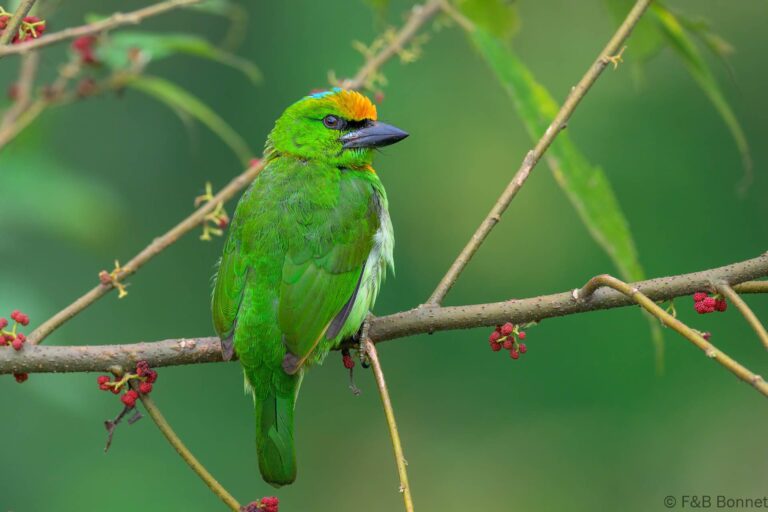 Flame fronted barbet indonesia 5