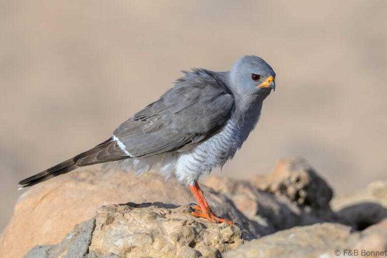 Gabar goshawk south africa 2