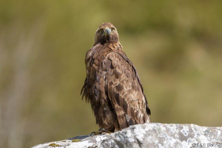 Golden eagle spain 2
