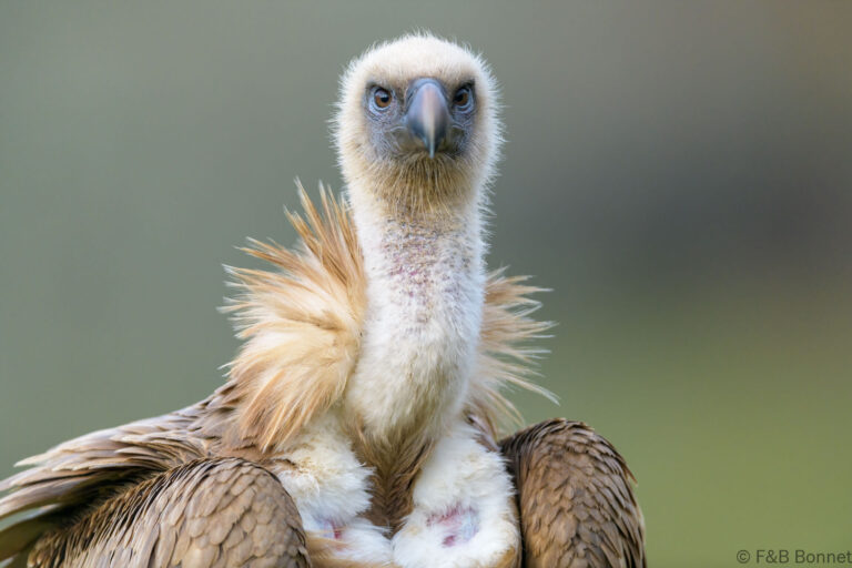 Griffon vulture spain 2
