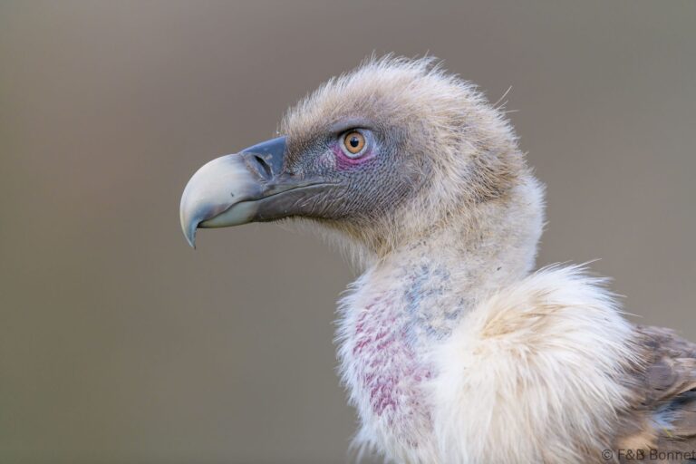 Griffon vulture spain 3