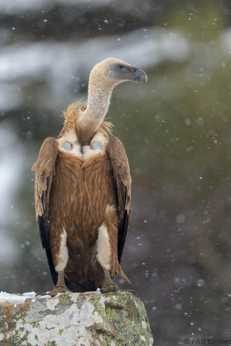 Griffon vulture spain 4