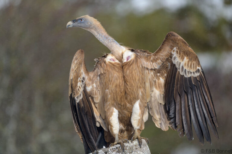 Griffon vulture spain 5