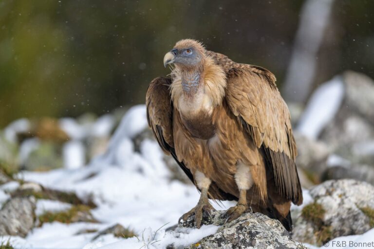 Griffon vulture spain 6