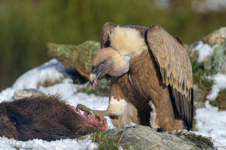 Griffon vulture spain 7
