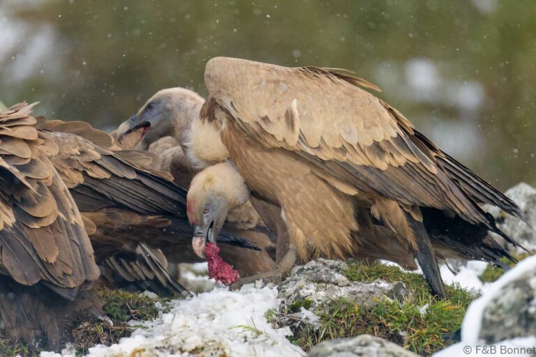 Griffon vulture spain 8