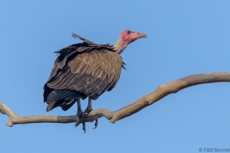 Hooded vulture senegal 1