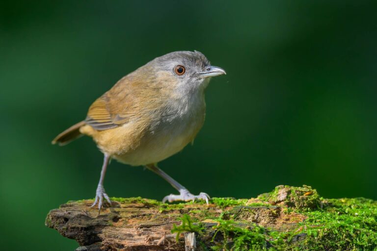 Horsfield's babbler indonesia 1