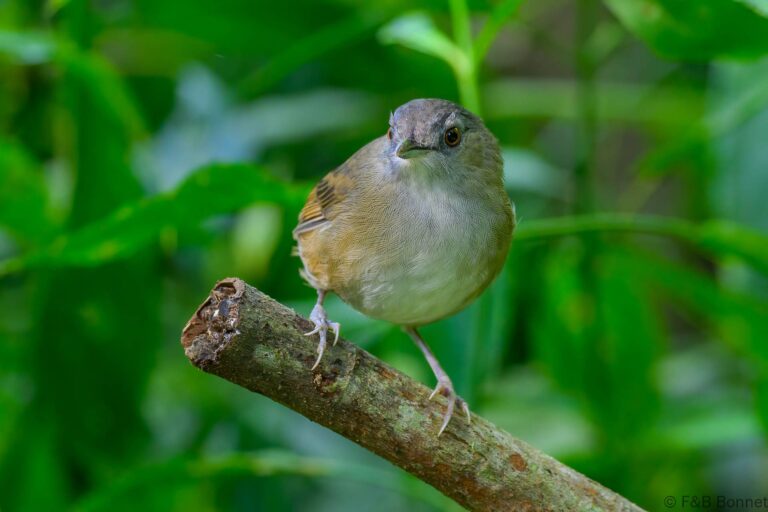 Horsfield's babbler indonesia 2
