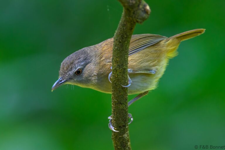 Horsfield's babbler indonesia 3