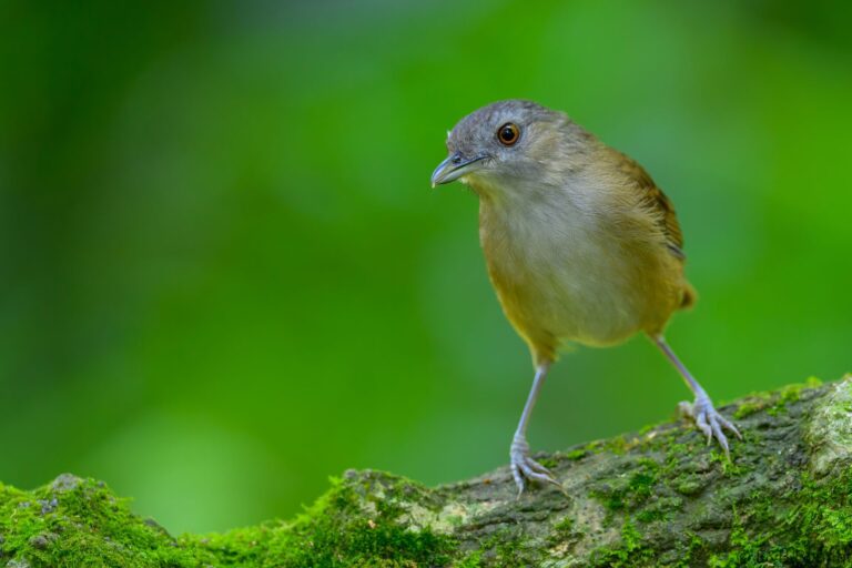 Horsfield's babbler indonesia 4