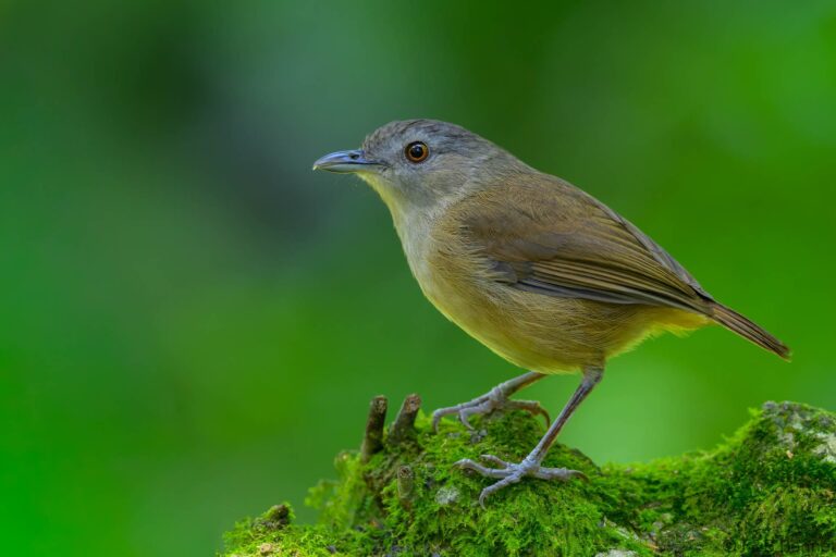 Horsfield's babbler indonesia 5