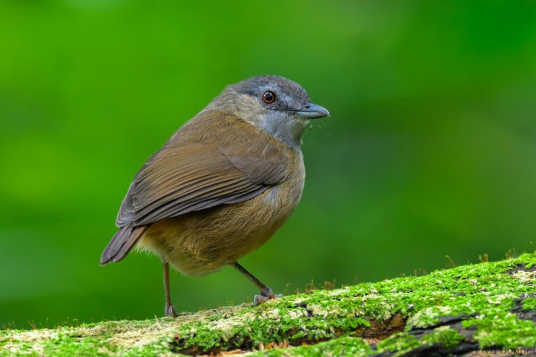 Horsfield's babbler indonesia 6