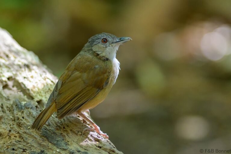 Horsfield's babbler indonesia 7
