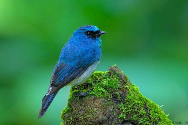 Indigo flycatcher indonesia 2