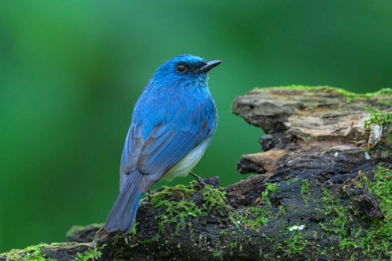 Indigo flycatcher indonesia 3