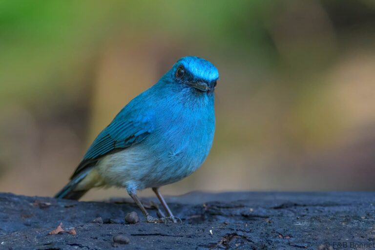 Indigo flycatcher indonesia 4