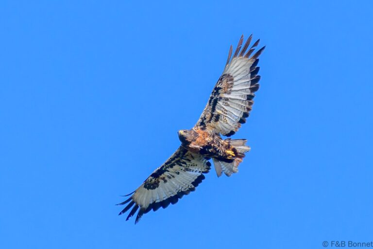 Jackal buzzard south africa 2