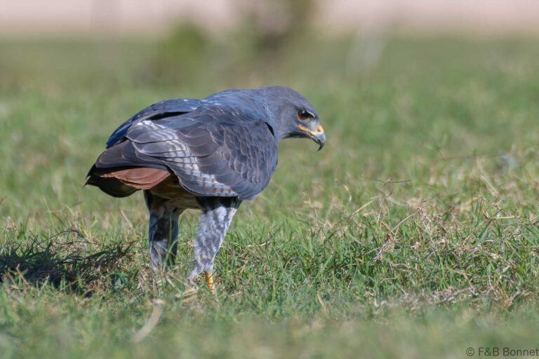 Jackal buzzard south africa 3